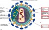 Chuyên đề "Virus herpes và nhóm thuốc điều trị"