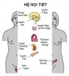 CÁCH KHÁM MỘT NGƯỜI BỆNH NỘI TIẾT