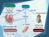 Sử dụng thuốc vận mạch trong  cấp cứu tim mạch